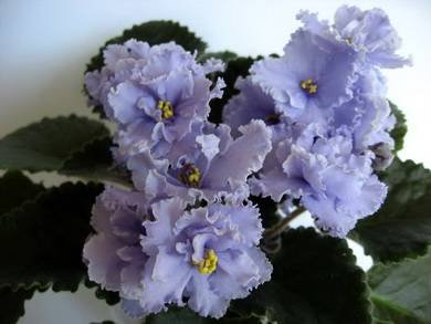 ЭльфийскийСад3